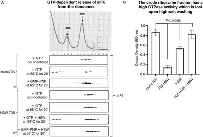 The Archaeal Elongation Factor EF-2 Induces the Release of aIF6 From 50S Ribosomal Subunit